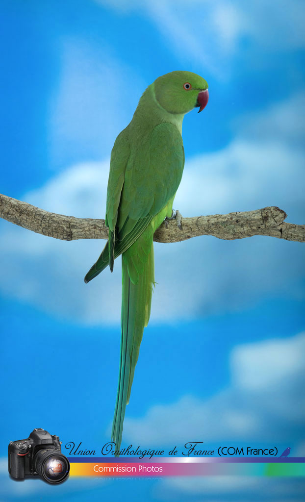 Perruche à collier de l'Inde Phénotype sauvage [© Photo Sylvain Chartier - Eleveur Jacky Leonhardt]