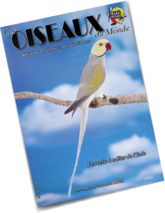 Perruche à collier de l'Inde - Éleveur Laurent Grioche - Championnat de France Ronchamp 2025 [©Sylvain Chartier]
