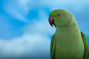 Perruche à collier de l'Inde Phénotype sauvage [© Photo Sylvain Chartier - Eleveur Jacky Leonhardt]