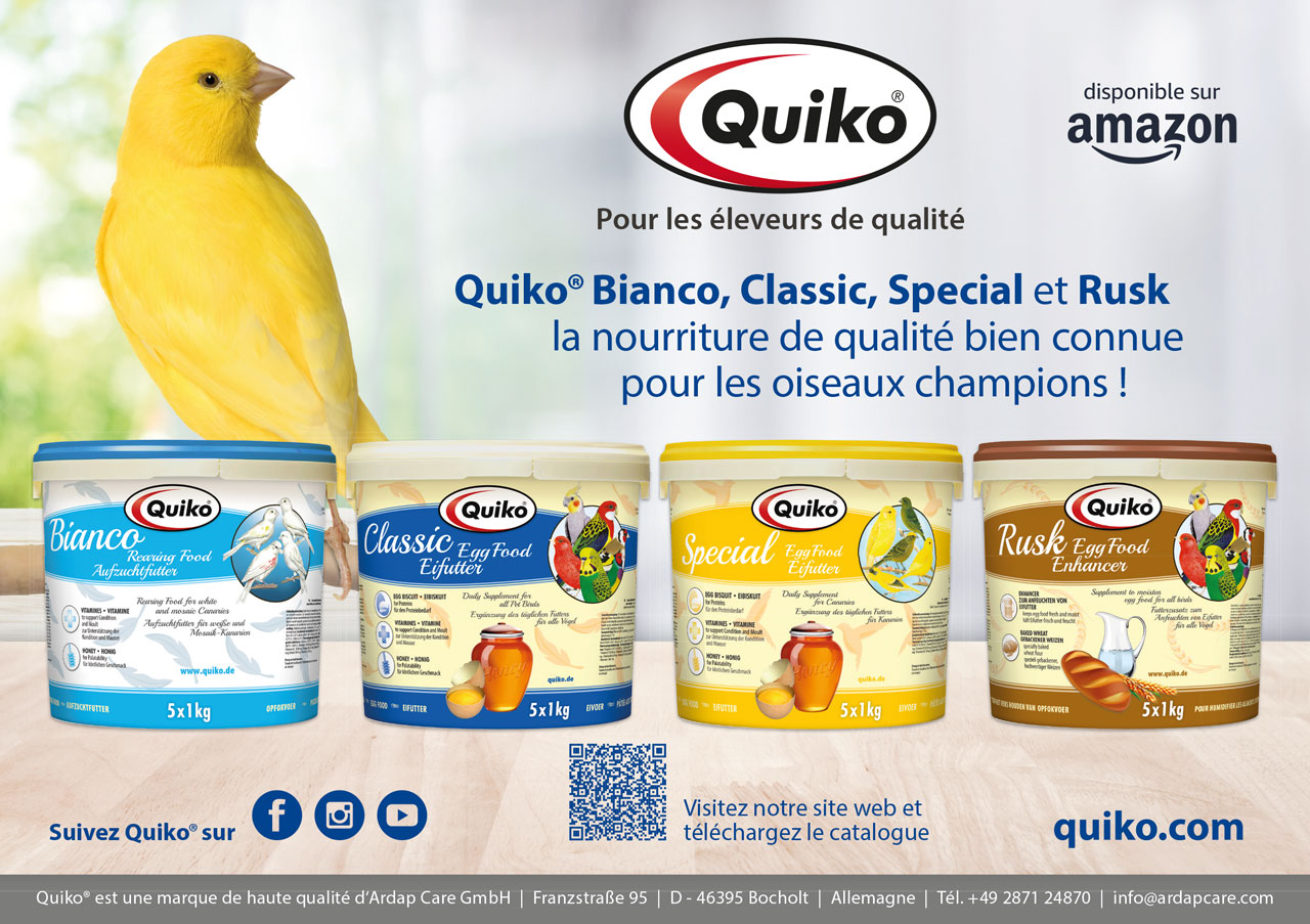 Pub-Quiko-canari