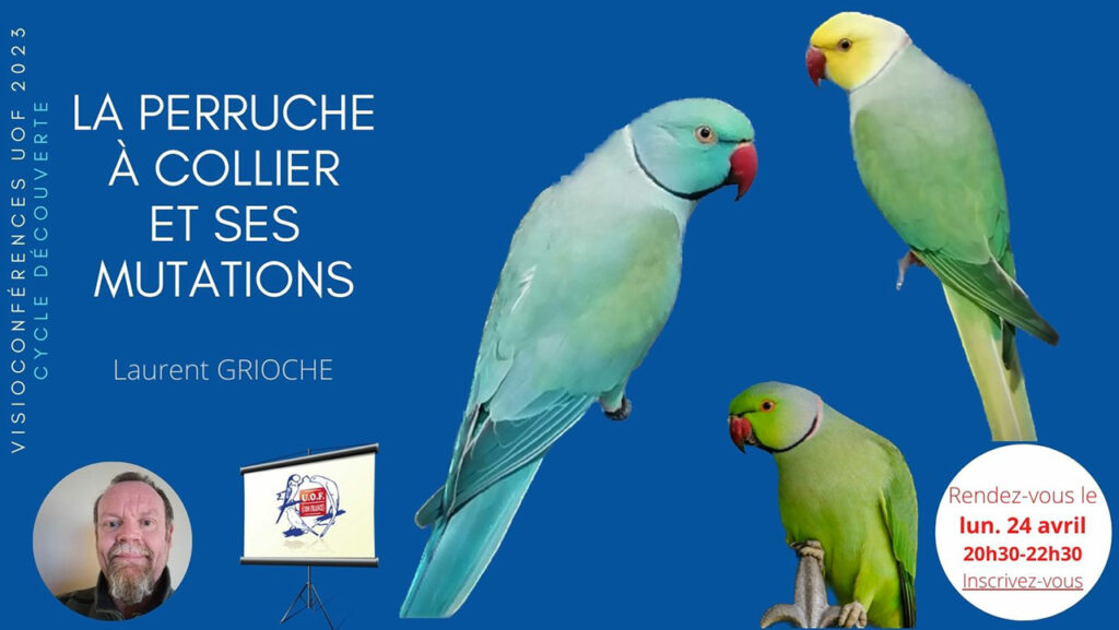 la-perruche-collier-et-ses-mutations-union-ornithologique-de-france