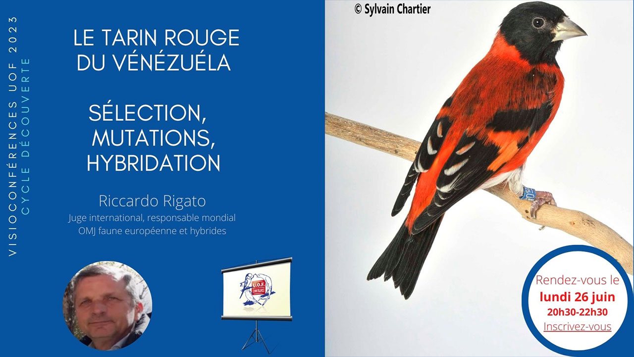 Le Tarin rouge du Vénézuéla, sélection, mutations, hybridation