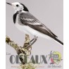 Les Oiseaux du Monde n°412