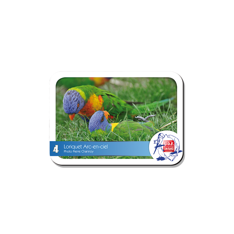 Magnet Loriquet Arc-en-ciel