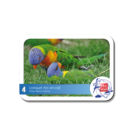 Magnet Loriquet Arc-en-ciel