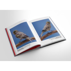 Nouvelles couleurs (I), Canaris de couleurs au XXIè siècle