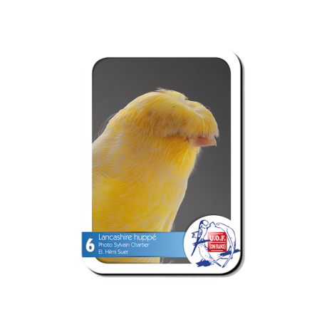 Magnet Lancashire huppé