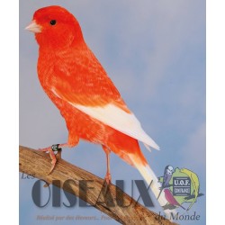 Les Oiseaux du Monde n°421