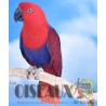 Les Oiseaux du Monde n°424