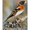 Les Oiseaux du Monde n°425