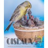 Les Oiseaux du Monde n°427