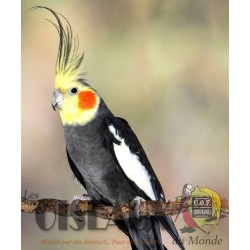 Les Oiseaux du Monde n°429