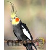 Les Oiseaux du Monde n°429
