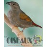 Les Oiseaux du Monde n°430