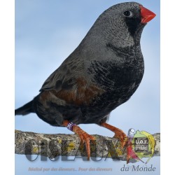 Les Oiseaux du Monde n°438