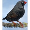 Les Oiseaux du Monde n°438