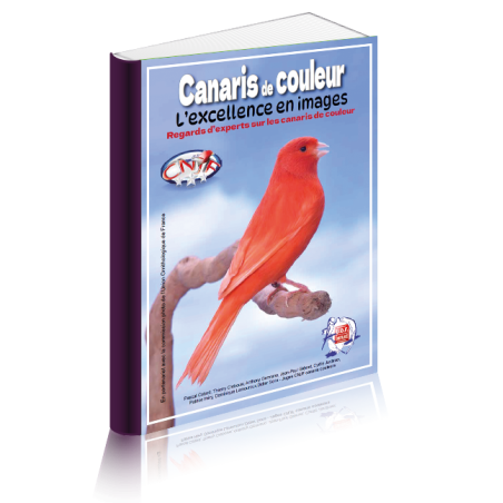 Canaris de couleur - l'excellence en images