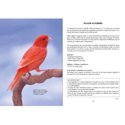 Canaris de couleur - l'excellence en images