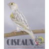 Les Oiseaux du Monde n°440