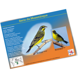 Fiches techniques Oiseaux Exotiques à Bec Droit