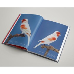 Lipochromes, Canaris de couleur au XXIè siècle