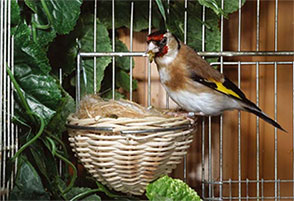 Le chardonneret - Editions Alcedo