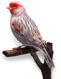Canari Jaspe