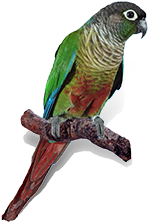 conure de molina
