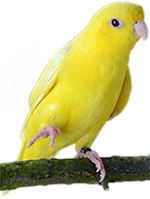 Bolborhynchus lineola