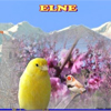 Eveque